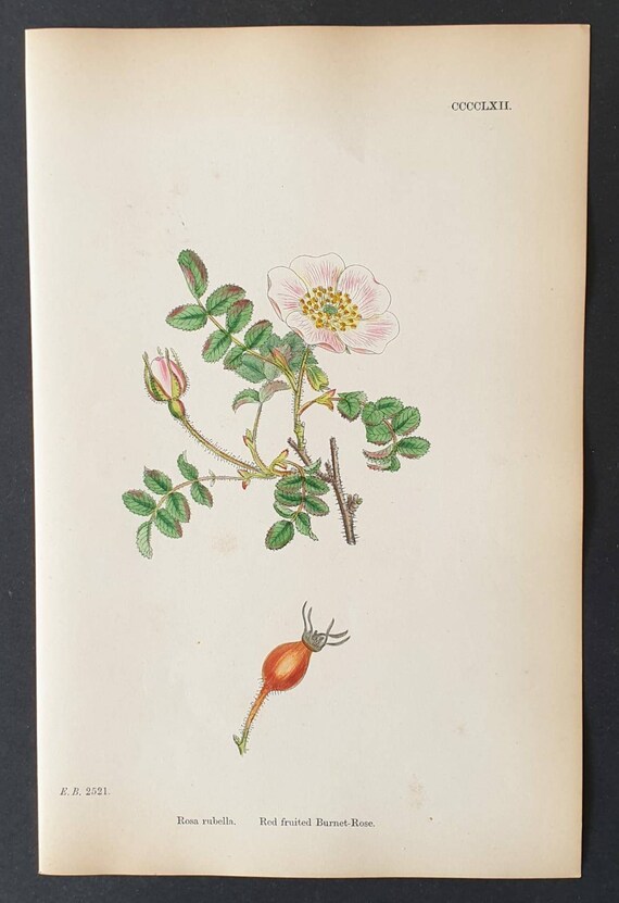 Original 1863 hand coloured botanical print - Red fruited Burnet Rose