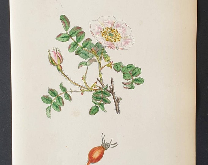 Original 1863 hand coloured botanical print - Red fruited Burnet Rose