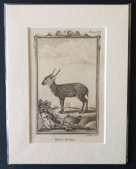 Original 1812 Buffon print - Hog Stag