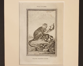 Black Banded Patas - Original 1791 Buffon print in mount