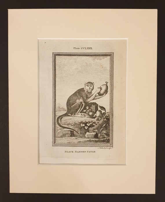 Black Banded Patas - Original 1791 Buffon print in mount