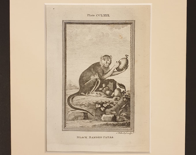 Black Banded Patas - Original 1791 Buffon print in mount