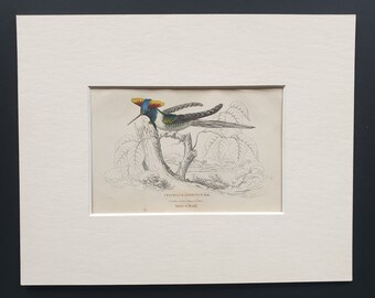 Double Crested Hummingbird (Male) - Original c1840 hand coloured bird print in mount