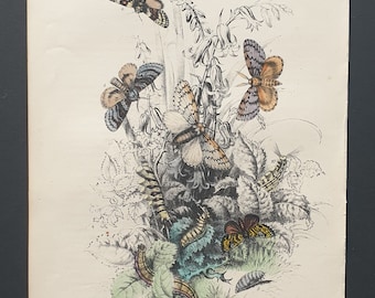 Gipsy Moths and others - Original hand coloured 1860 print