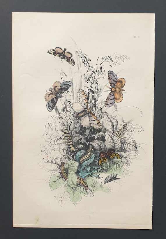 Gipsy Moths and others - Original hand coloured 1860 print