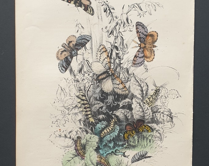 Gipsy Moths and others - Original hand coloured 1860 print