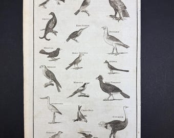 Birds - Original c1785 Antique Print
