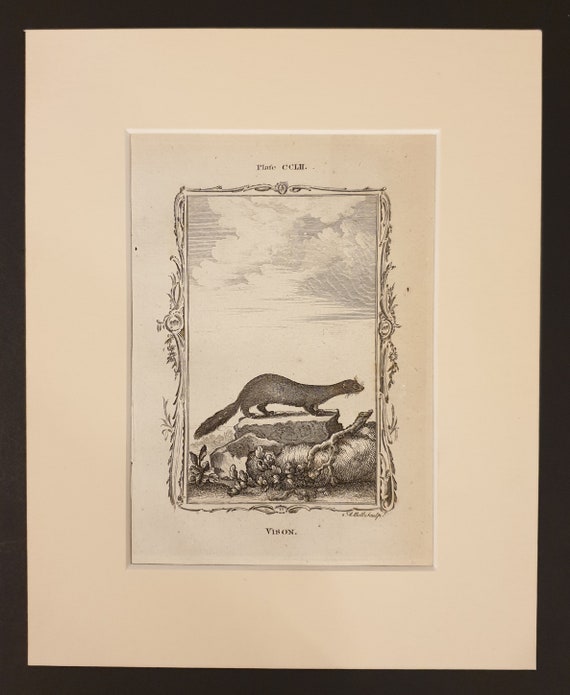 Vison - Original 1791 Buffon print in mount