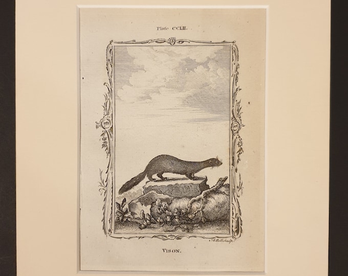 Vison - Original 1791 Buffon print in mount