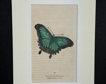 The Radiated Butterfly - Original 1832 Hand Coloured Antique Print