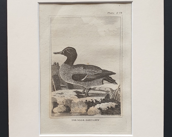 The Female Garganey -  Original 1812 Buffon print in mount (249)