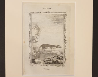 Genet - Original 1791 Buffon print in mount