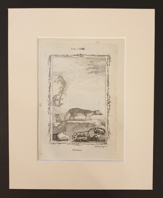 Genet - Original 1791 Buffon print in mount