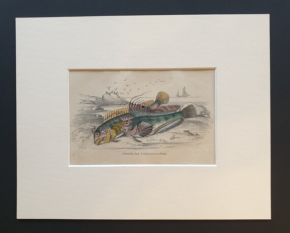 Butterfly Fish, Gattoruginous Bleny - Original c1860 hand coloured fish print in mount