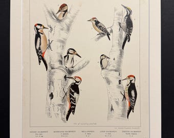 Birds - Plate 24 - Original 1898 Antique Print