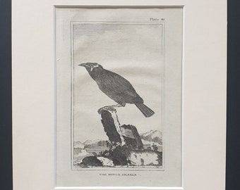 The Minor Grakle - Original 1812 Buffon print in mount (81)