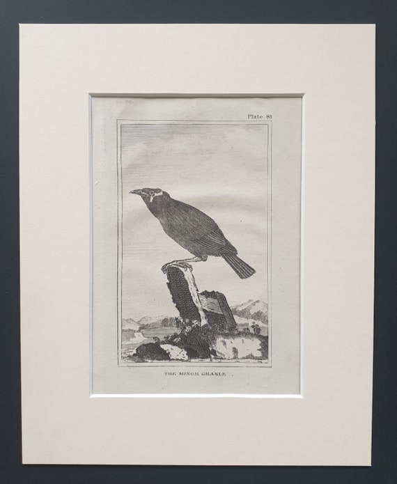 The Minor Grakle - Original 1812 Buffon print in mount (81)