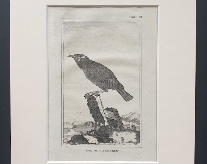 The Minor Grakle - Original 1812 Buffon print in mount (81)