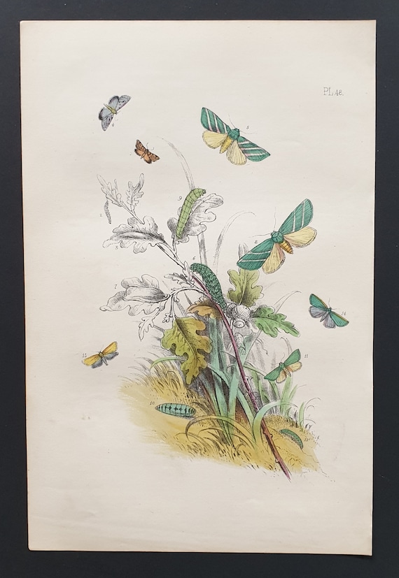 The Double Barred Nettle Tap Moth and others - Original hand coloured 1860 print