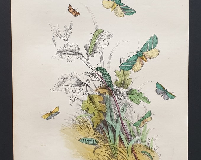 The Double Barred Nettle Tap Moth and others - Original hand coloured 1860 print