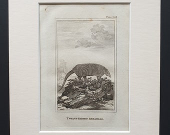 Twelve Banded Armadillo - Original 1812 Buffon print in mount