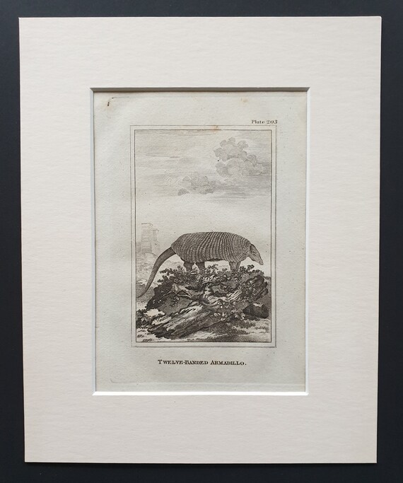 Twelve Banded Armadillo - Original 1812 Buffon print in mount