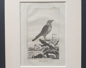 The Jackdaw - Original 1812 Buffon print in mount (61)