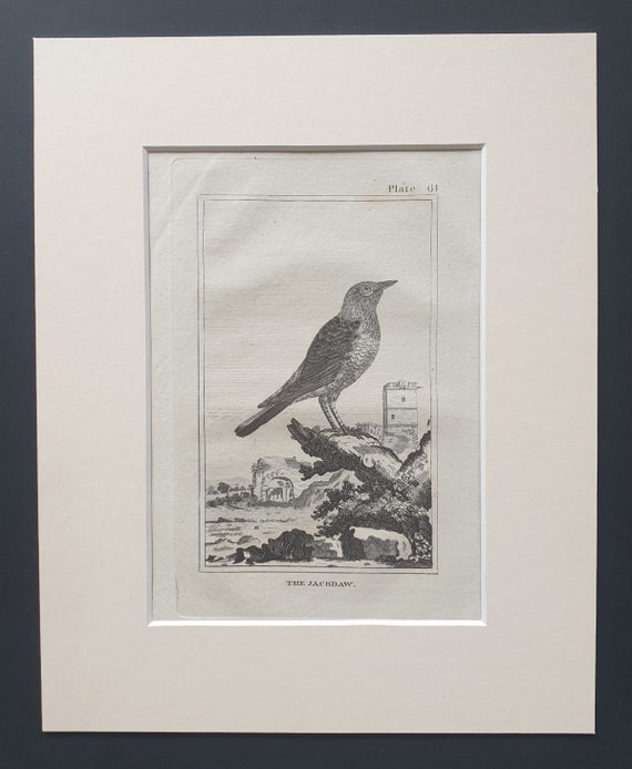 The Jackdaw - Original 1812 Buffon print in mount (61)
