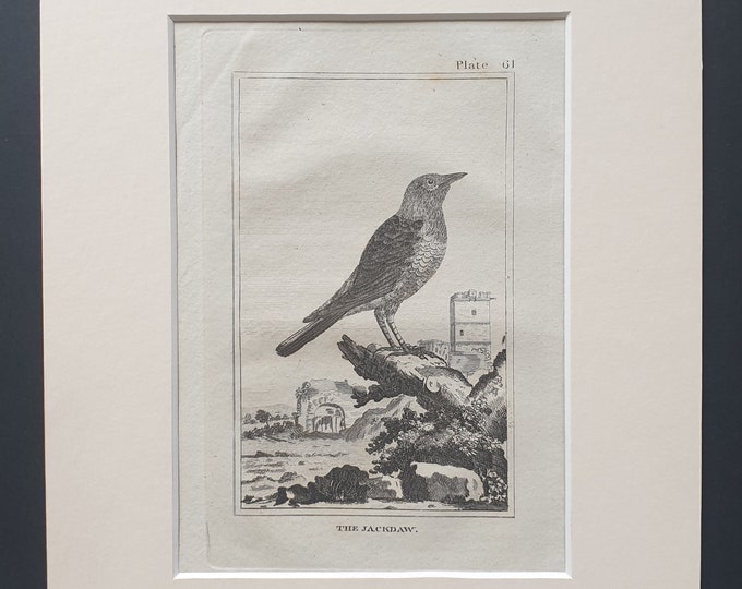 The Jackdaw - Original 1812 Buffon print in mount (61)