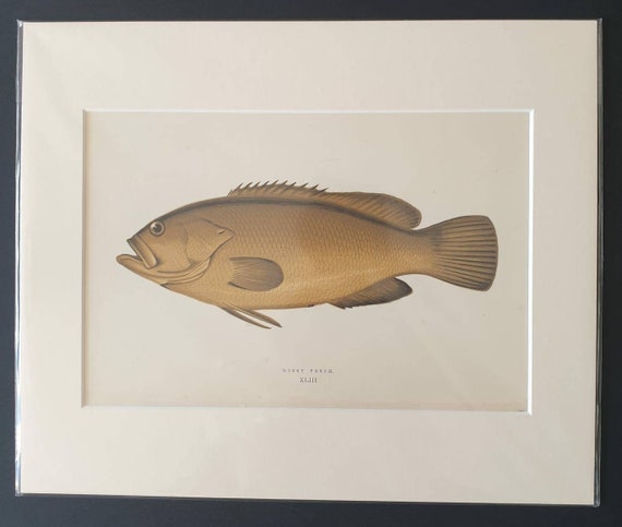Dusky Perch - Original 1877 'History of the Fishes of the British Islands' print