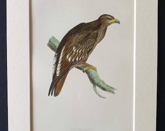 Spotted Eagle - Original 1891 hand coloured bird print in mount
