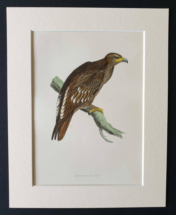Original 1891 hand coloured bird print in mount - Spotted Eagle