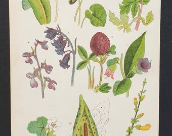 Original 1905 chromolithograph flower print - Plate 14