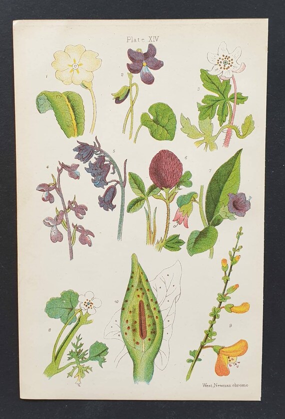 Original 1905 chromolithograph flower print - Plate 14