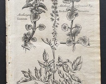 Archangel, Ground Ivy and Agrimony - Original 1802 Culpeper engraving (1)