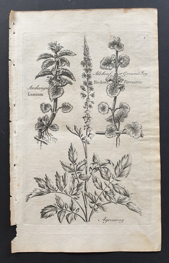 Archangel, Ground Ivy and Agrimony - Original 1802 Culpeper engraving (1)