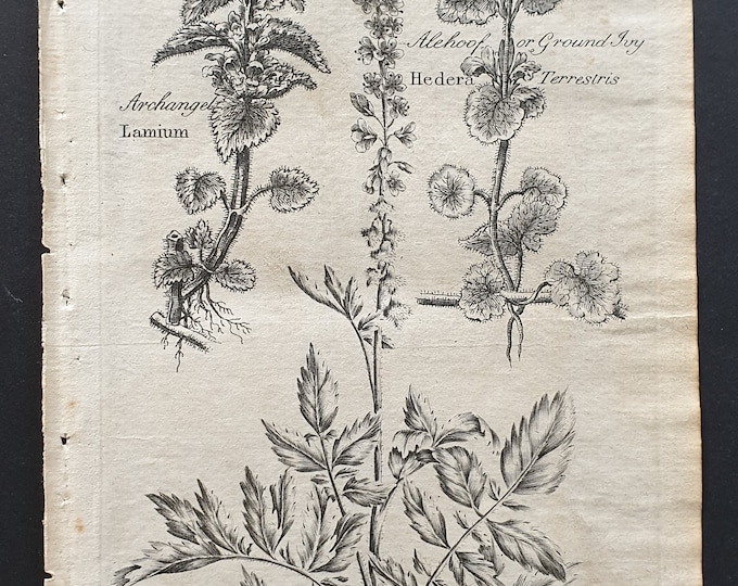 Archangel, Ground Ivy and Agrimony - Original 1802 Culpeper engraving (1)