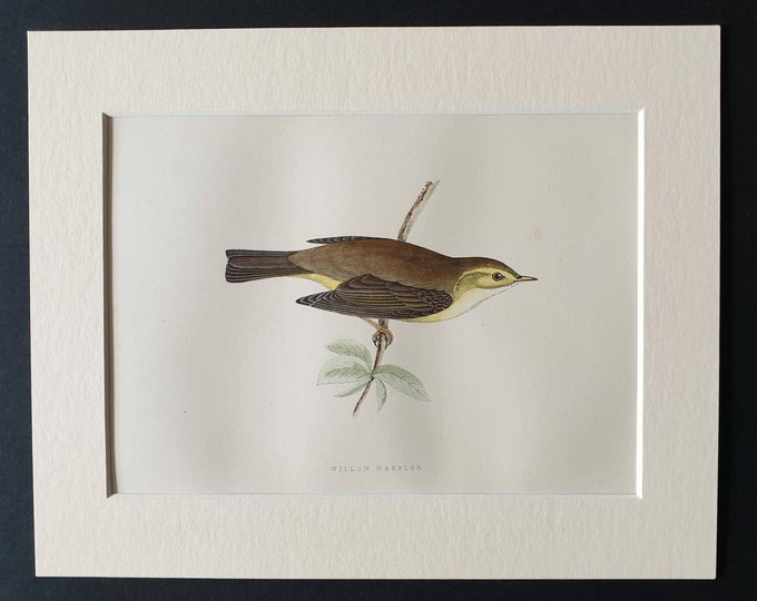 Original 1891 hand coloured bird print in mount - Willow Warbler