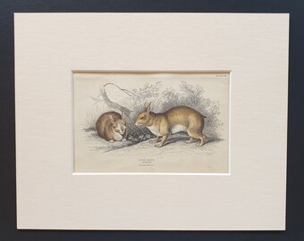 Tapeti Rabbit  - Original 1842 hand coloured print in mount