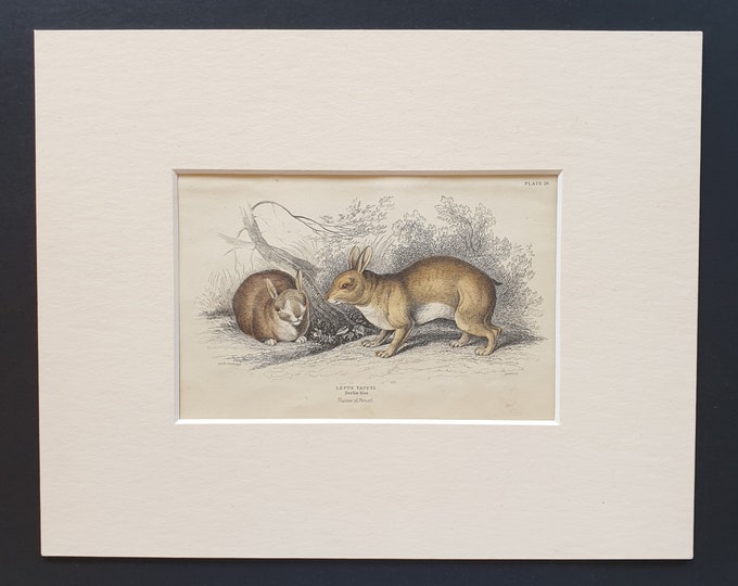 Tapeti Rabbit  - Original 1842 hand coloured print in mount