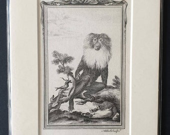 Ouanderou - Original 1791 Buffon print