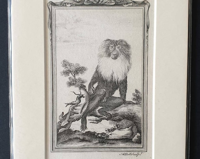 Original 1791 Buffon print - Ouanderou