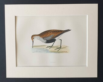 Dunlin - Original 1891 hand coloured bird print in mount