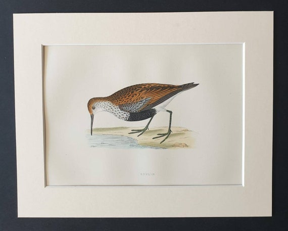 Original 1891 hand coloured bird print in mount - Dunlin