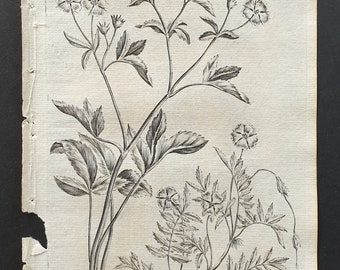 Strawberry Cinquefoil and Silverweed - Original 1802 Culpeper engraving (40)