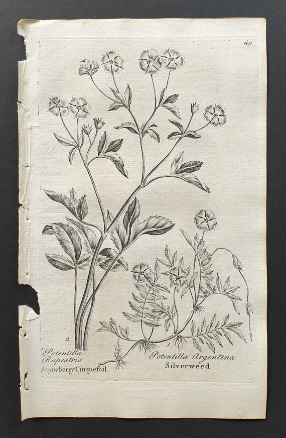 Strawberry Cinquefoil and Silverweed - Original 1802 Culpeper engraving (40)
