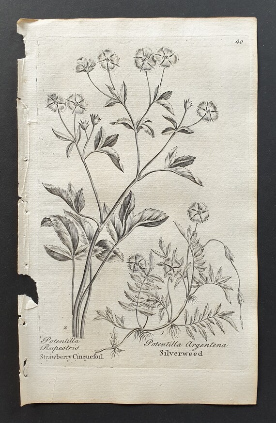 Strawberry Cinquefoil and Silverweed - Original 1802 Culpeper engraving (40)