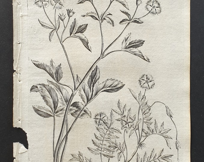 Strawberry Cinquefoil and Silverweed - Original 1802 Culpeper engraving (40)