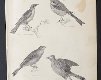 Banded Tanager / Chaffinch / Ortolan / Skylark - Original c1860's Museum of Natural History print