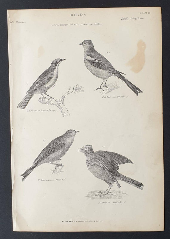 Original c1860's Museum of Natural History print - Banded Tanager/ Chaffinch/ Ortolan/ Skylark